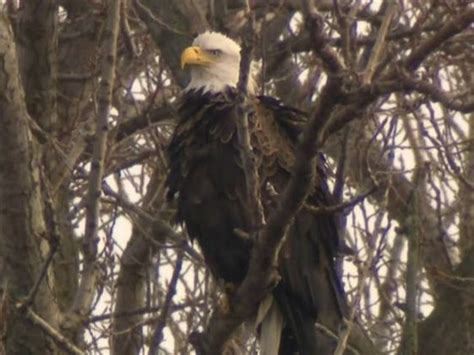 bald eagle nest toronto location|Bald eagle nest discovered in Toronto for the first time in recorded .